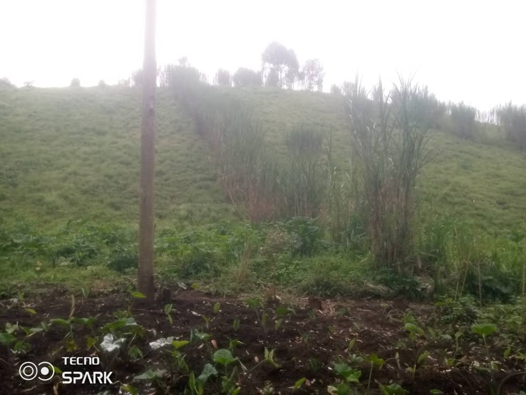 Hectare d'espoir pour KANIRO - Image 3