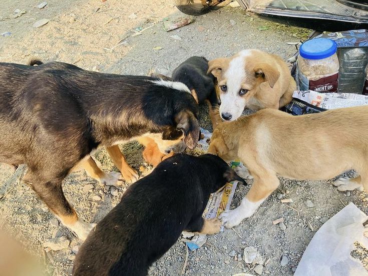 Aidez-nous à sauver les chiens abandonnés de Normandie